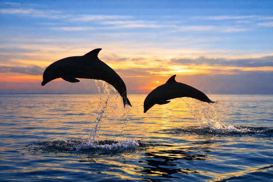 Bali/Lovina: Guided Dolphin Watching & Sunrise Boat Snorkel - Who Should Book This Dolphin Swim and Snorkel, and Who Should Skip It