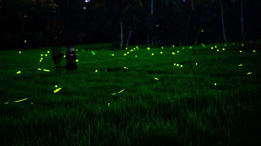 Bali: Magical Fireflies Tour in Taro Village with Dinner - Key Things You Should Notice Before You Go