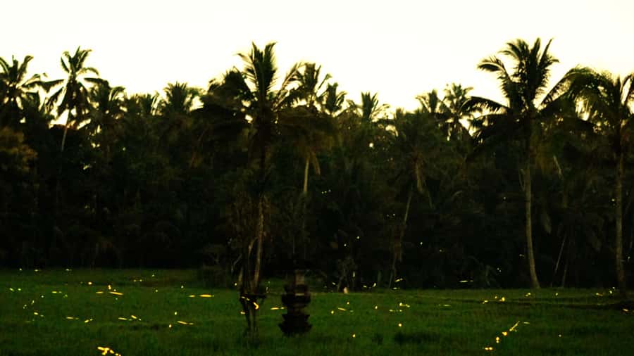 Bali: Magical Fireflies Tour in Taro Village with Dinner - Delodsema Traditional Village at Sunset: The Walk Begins Before It Gets Dark