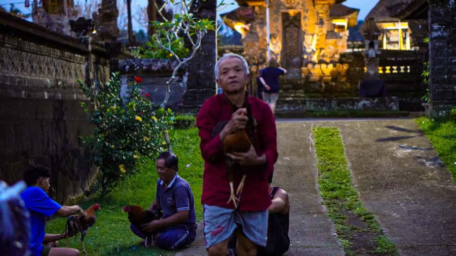 Bali: Magical Fireflies Tour in Taro Village with Dinner - Firefly Viewing in Secluded Rice Fields: How to Get the Best Chance