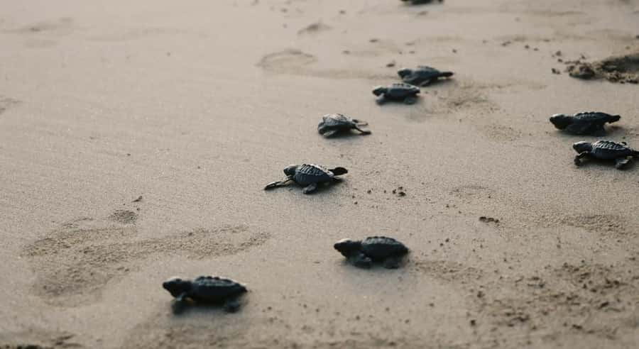 Bali: Melasti Beach, GWK Cultural park, Kecak, Turtle Island - Melasti Beach Near Padang Padang: Quiet Time and Your Choice of Fun