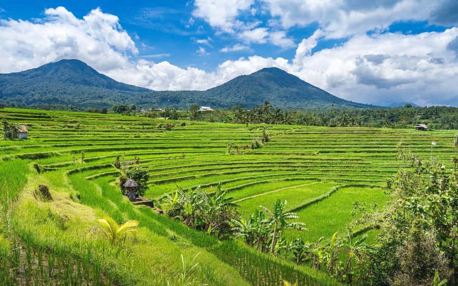 Bali: North Highlights Private Full-Day Customized Tour - The waterfall block: Sekumpul, Fiji, Banyumala, Aling-Aling, and Munduk