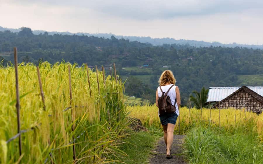 Bali: North Highlights Private Full-Day Customized Tour - What the $36 price really buys, and what to budget on top