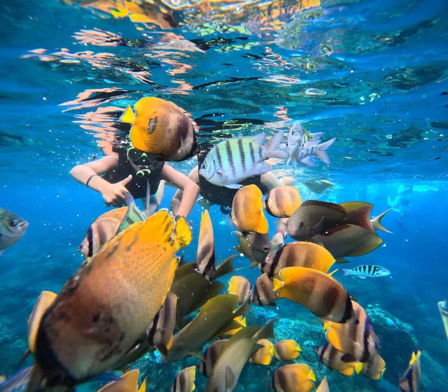 Bali: Nusa Penida Full-Day Trip with Snorkeling - Key highlights you should care about