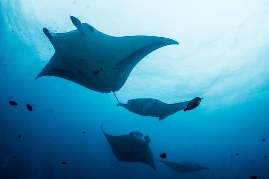 Bali/Nusa Penida: Manta Point Snorkel Boat & West Coast Tour - Entering The Day: Manta Point and the West Coast in One Shot