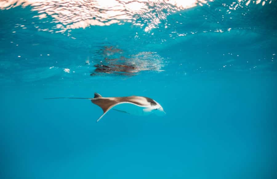 Bali/Nusa Penida: Manta Point Snorkel Boat & West Coast Tour - Broken Beach and Angel’s Billabong: Photo Stops with Real Walks