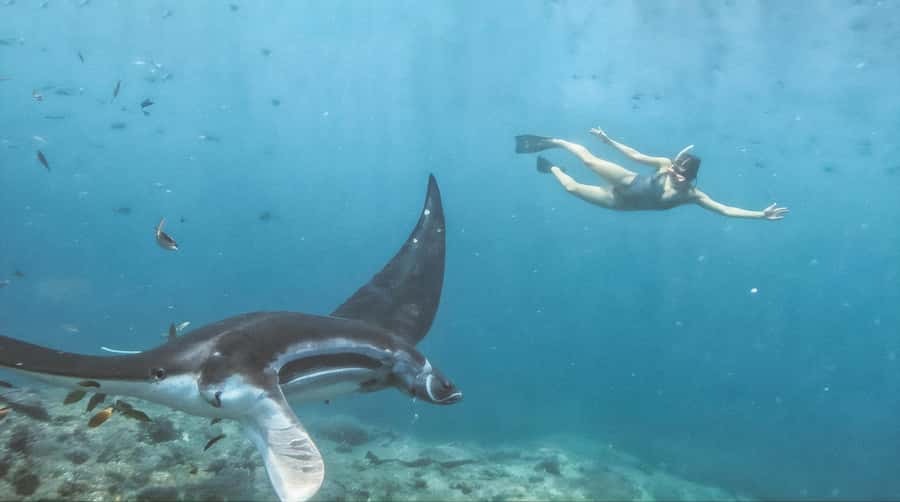 Bali/Nusa Penida: Manta Point Snorkeling & West Coast Tour - Should you book this Manta Point and West Coast tour?
