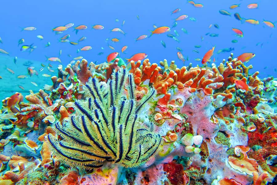 Bali: Padangbai Blue Lagoon Snorkeling Day Trip - Sanur briefing and gear fitting: small-group comfort you can feel