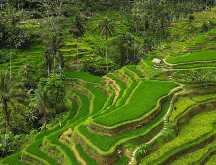 Bali: Penglipuran Village, Rice Terrace & Waterfall Tour - Quick hits worth planning for