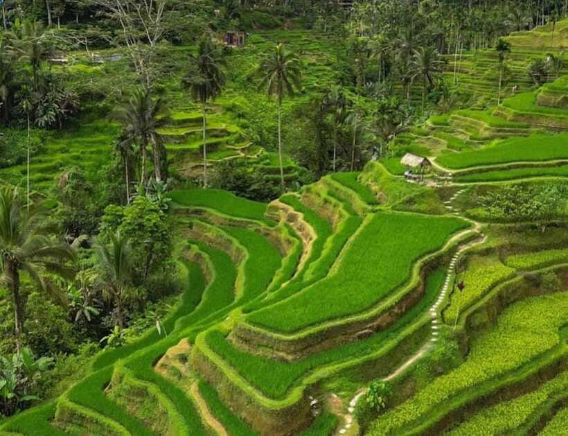 Bali: Penglipuran Village, Rice Terrace & Waterfall Tour - Price and value: why $16 can work, and when it might not