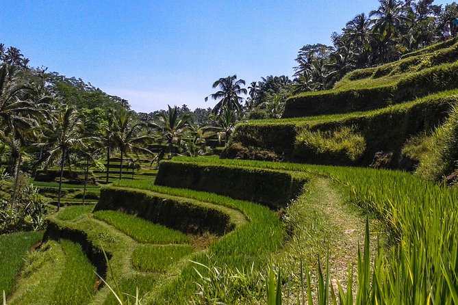 Bali : Private Car Charter with English Speaking Driver - Sacred Monkey Forest Sanctuary, a temple-meets-wildlife first stop
