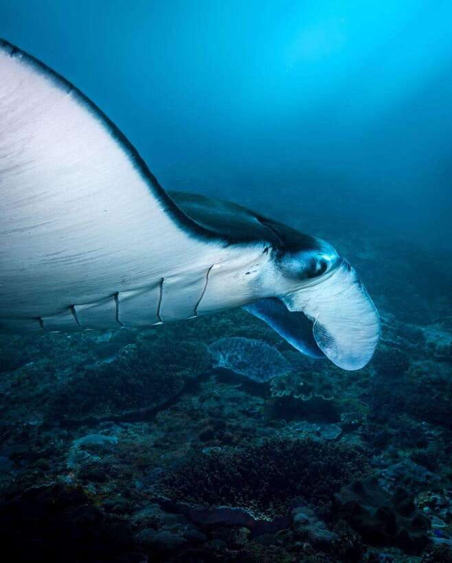Bali: Private Snorkeling at Manta Point Nusa Penida - Gamat Bay: calmer snorkeling time and a more relaxed vibe