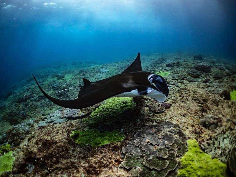 Bali: Private Snorkeling at Manta Point Nusa Penida - The Wall stop: short and focused, why 20 minutes counts