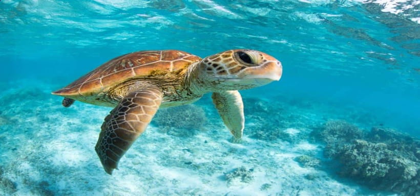Bali: Private Snorkeling at Manta Point Nusa Penida - Price and what makes it feel fair at $91 per person