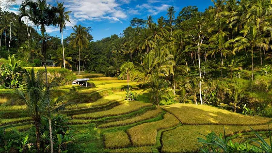 Bali: Private Ubud Highlights Tour with Customized Tour - The Best Part: Custom Up To 5 Stops in Ubud