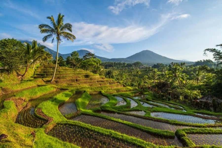 Bali: Private UNESCO World Heritage Sites Tour - Jatiluwih Rice Terraces UNESCO: Subak irrigation and wide walking views