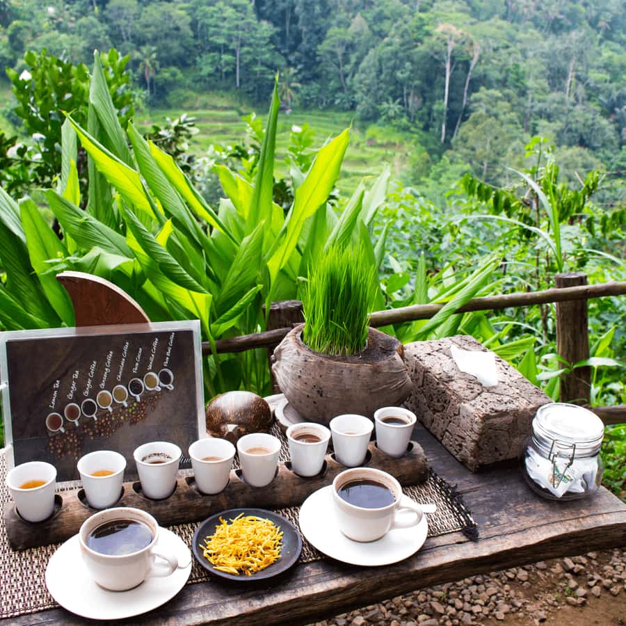 BALI :Sanctuary Monkey forest, rice terrace Water temple - Key highlights at a glance
