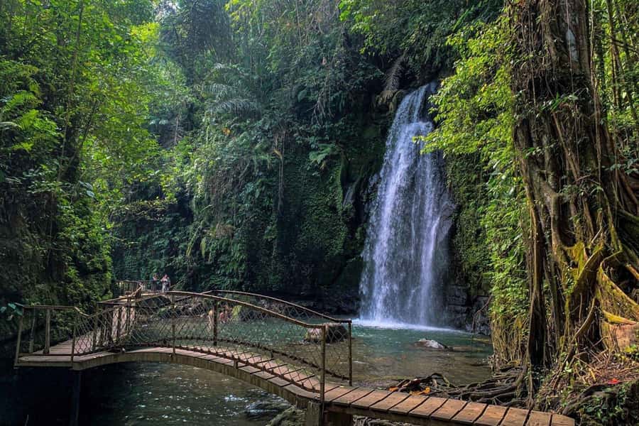 BALI :Sanctuary Monkey forest, rice terrace Water temple - Sacred Monkey Forest: 186 Species in a Real Forest Walk