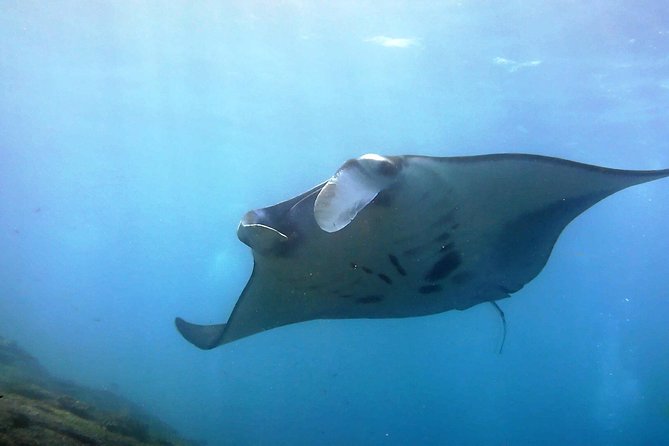 Bali Scuba Diving at Nusa Penida Manta Point For Certified Diver - Key things to know before you head to Manta Point