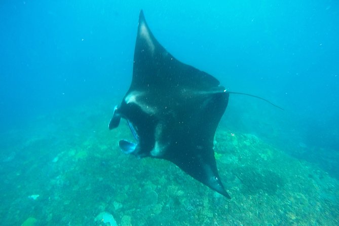 Bali Scuba Diving at Nusa Penida Manta Point For Certified Diver - Why Nusa Penida’s Manta Point is the kind of wildlife you plan for