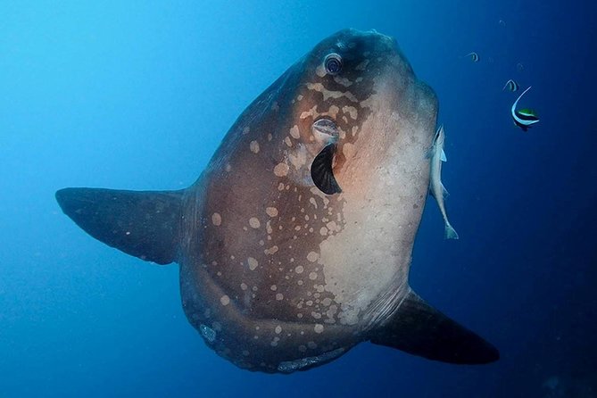 Bali Scuba Diving at Nusa Penida Manta Point For Certified Diver - How the schedule works, from the 7:00 am start to boat time