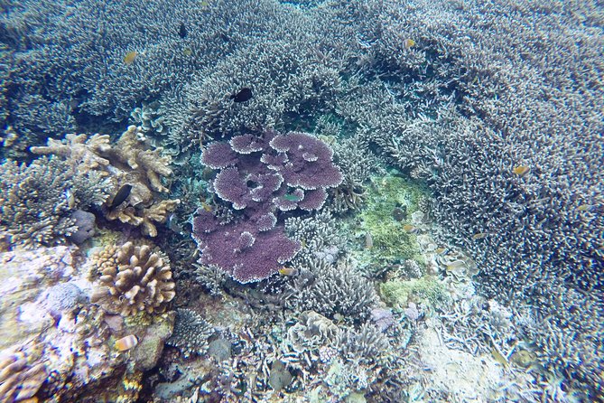 Bali Scuba Diving at Nusa Penida Manta Point For Certified Diver - Price and value: what you pay for, and what you get back