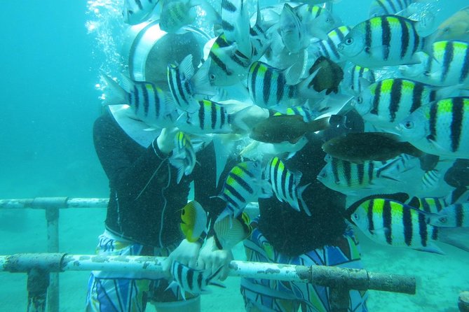 Bali Sea Walking Experience - Who Should Book, and Who Might Want to Skip