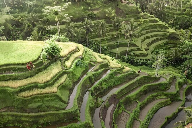 Bali Shore Excursions : Best of Bali Tour - What’s included, what’s not, and what to bring