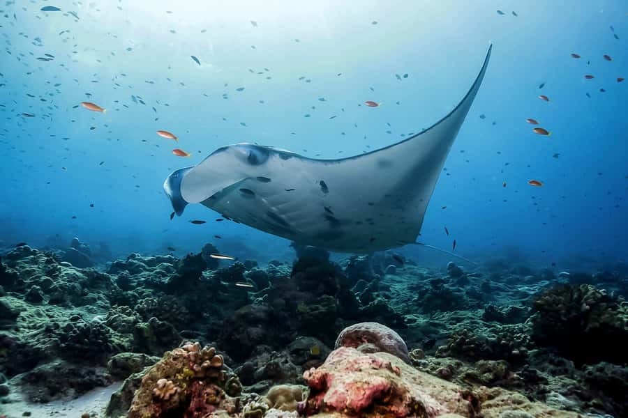 Bali: Swim with Manta Rays in Penida, Optional Lunch & Kayak - Key points to know before you go
