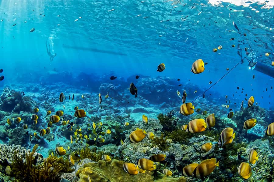 Bali: Swim with Manta Rays in Penida, Optional Lunch & Kayak - Mesari Beach Restaurant: where the day gets organized and you get fed