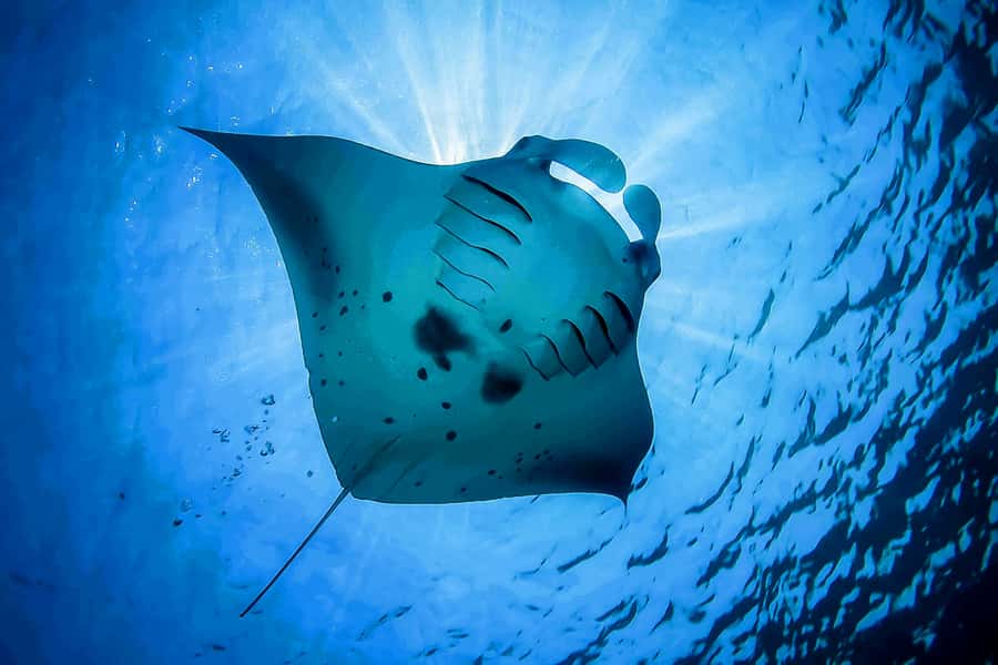 Bali: Swim with Manta Rays in Penida, Optional Lunch & Kayak - What to bring (and what to skip)