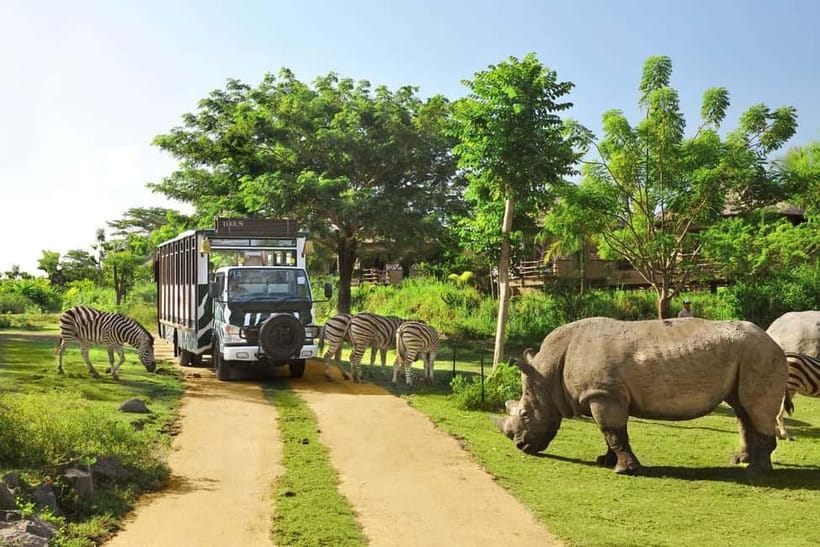 Bali: Taman Safari and Elephant Feeding with Hotel Transfer - Key Highlights You’ll Actually Feel in the Day