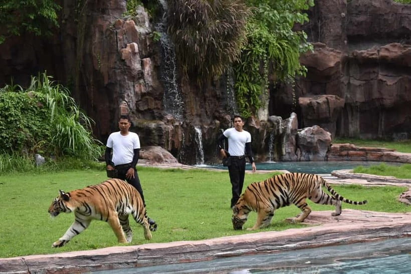 Bali: Taman Safari and Elephant Feeding with Hotel Transfer - Safari Tram Time: The Easiest Way to See a Lot Without Burning Out