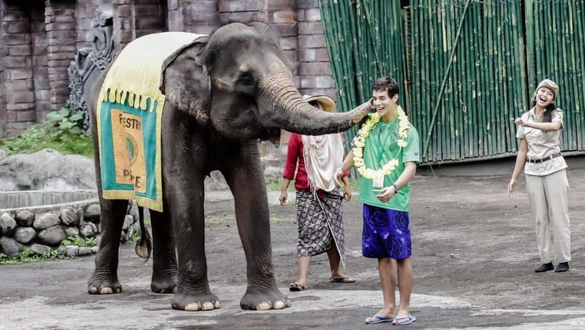 Bali: Taman Safari and Elephant Feeding with Hotel Transfer - Elephant Feeding With the Included Basket: Hands-On Fun, With Real Safety Rules