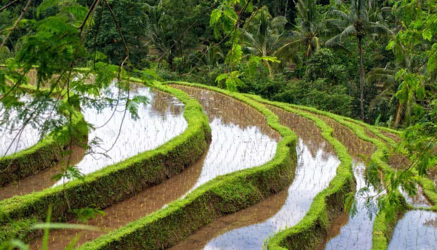 Bali: Tanah Lot, Jatiluwih Terrace, & Ulundanu Beratan Tour - Key highlights you should care about