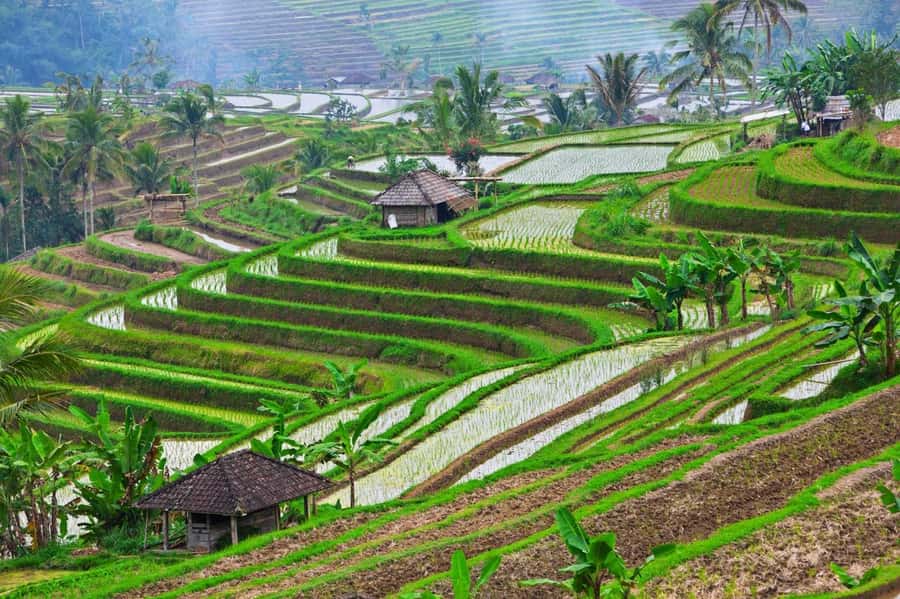 Bali: Tanah Lot, Jatiluwih Terrace, & Ulundanu Beratan Tour - Lunch near Jatiluwih, plus one optional add-on