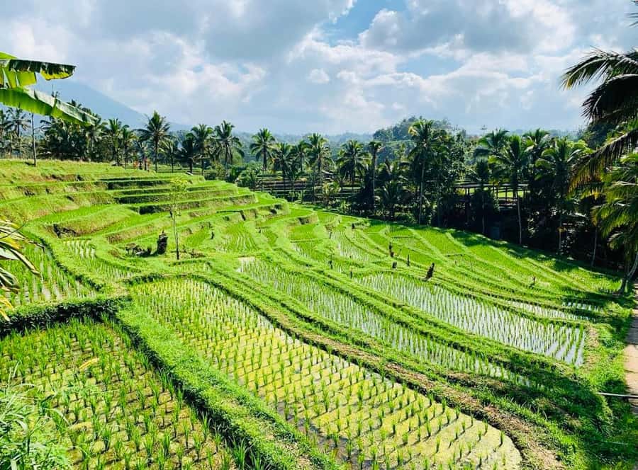 Bali: Tanah Lot, Jatiluwih Terrace, & Ulundanu Beratan Tour - Timing, walking, and weather: how to avoid the usual Bali-day problems