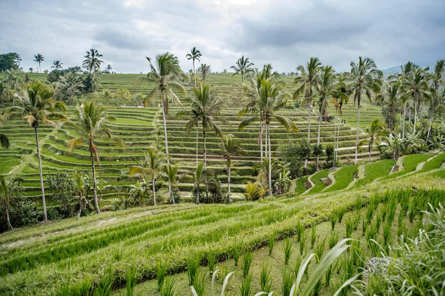 Bali: Tanah Lot UNESCO World Heritage Sites Full-Day Tour - Quick hits you can plan around