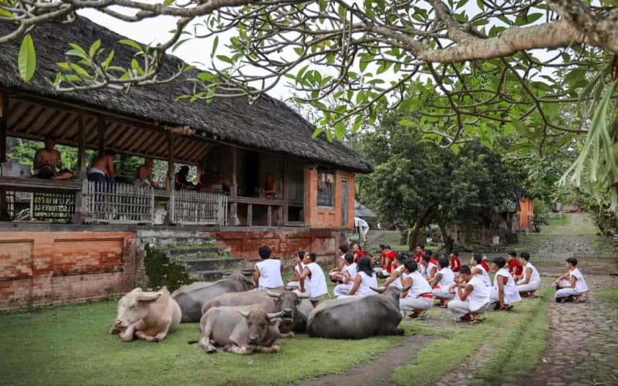 Bali: Traditional Villages, Salt Farm & Tirta Gangga Tour - Why This East Bali Route Feels More Like a Day With Locals