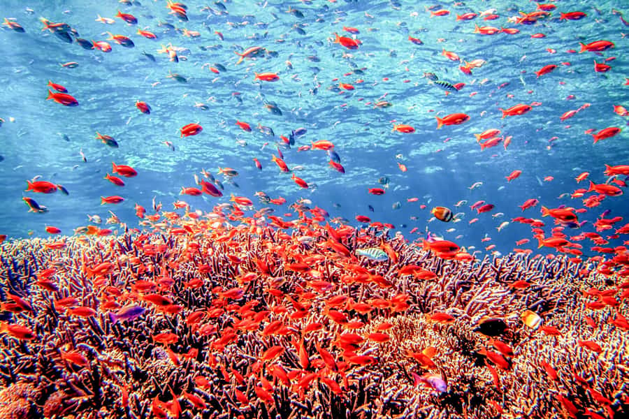 Bali: Tulamben Bay and the USAT Liberty Wreck Dive - The USAT Liberty plan: two wreck sessions, then the reef circuit