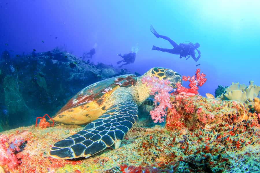 Bali: Tulamben Bay Beginner's Dive Experience - Gear Training in Shallow Water: What You Learn and Why It Matters