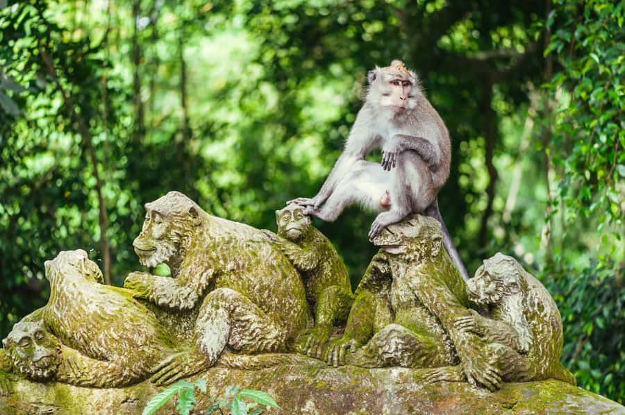 Bali: Ubud and Tanah Lot Small Group Guided Tour - Ubud Monkey Forest Sanctuary: Fun First, Then Watch the Small Stuff