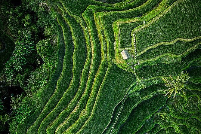 Bali: Ubud Highlights Tour with Private Guide and Transfers - Price and What You Actually Get for $35.15