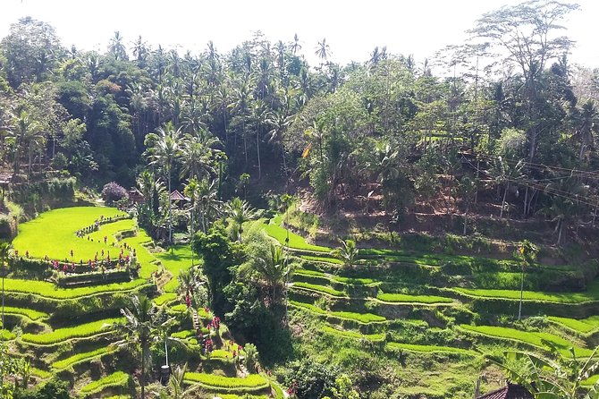 Bali Ubud Private Costomized Tour - Explore Bali your way - Seminyak pickup, comfort, and the 8 to 10 hour reality check