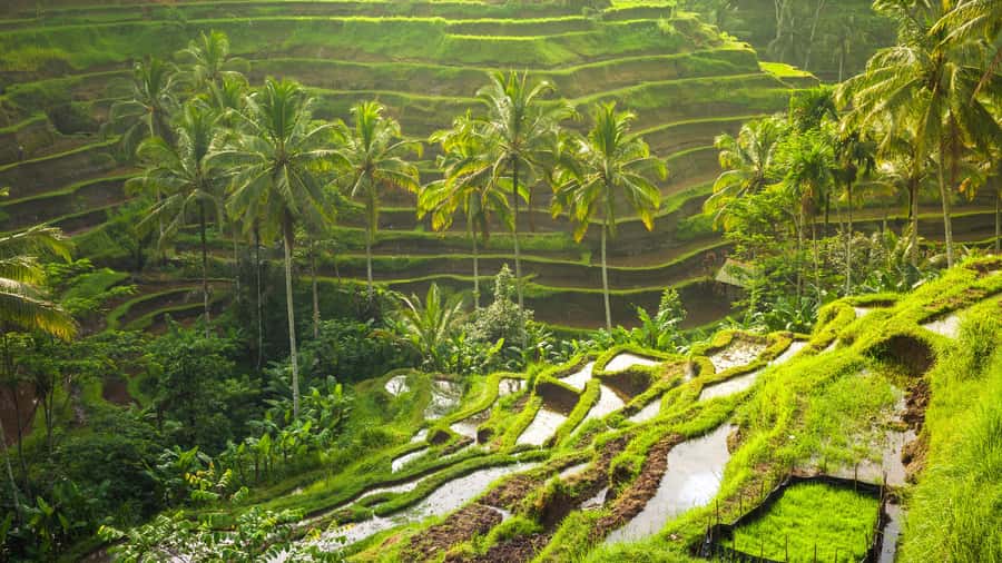 Bali: Ubud, Tegalalang, and Tanah Lot Temple Day Trip - How to dress and what to bring for temples and rice terrace steps