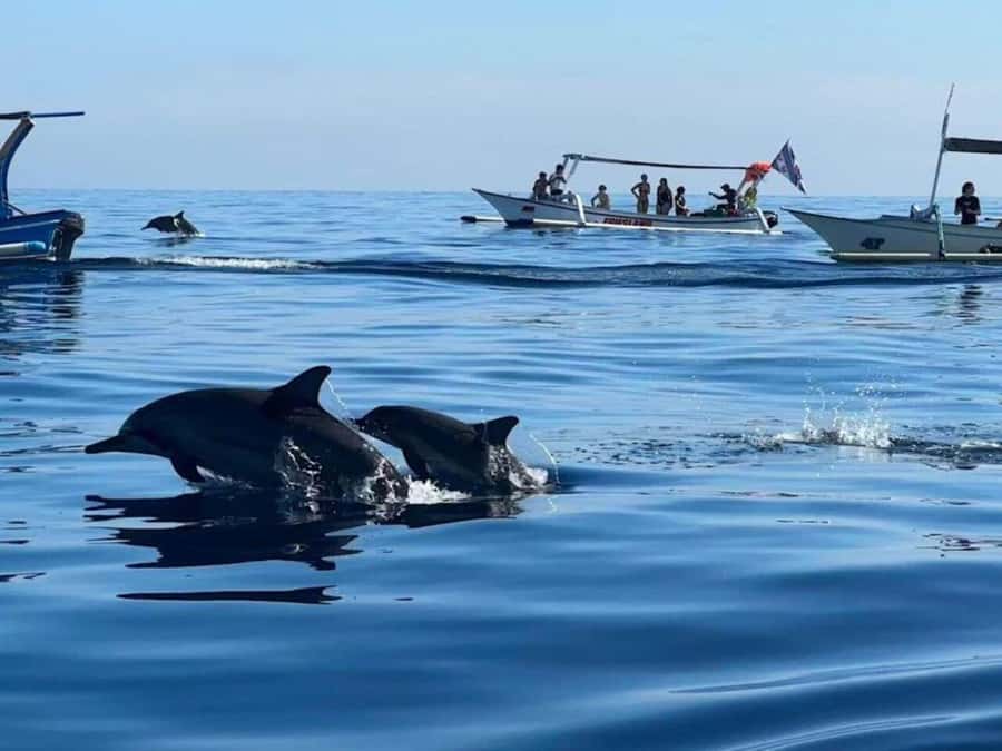 Bali: Watching Dolphin, Swimming & Snorkeling Tour - Key things that make this tour worth your early morning