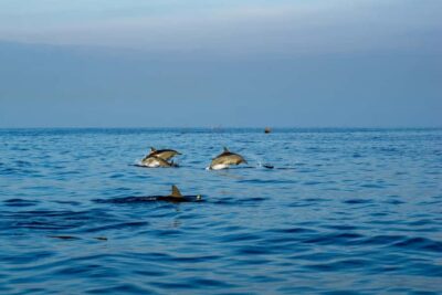 Watching Dolphin, Swimming & Snorkeling Tour