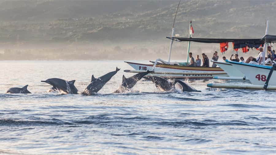 Bali: Watching Dolphin, Swimming & Snorkeling Tour - Price and value: why around $21 can work in Bali