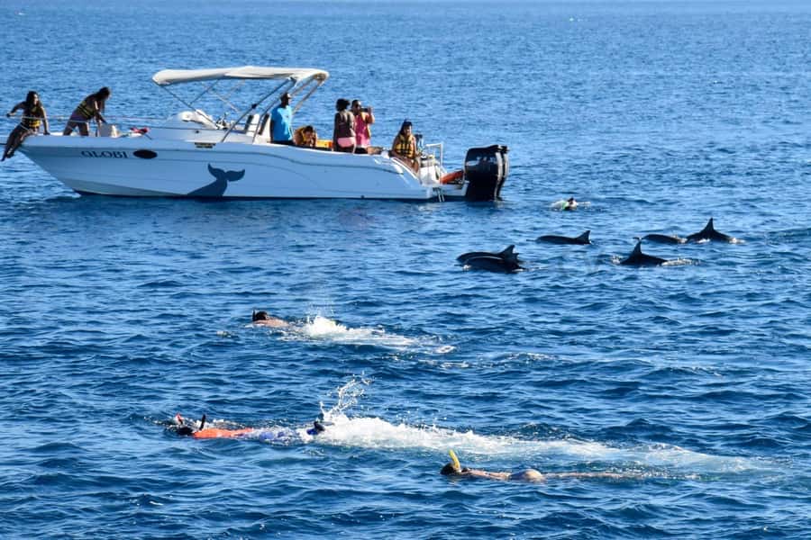 Bali: Watching Dolphin, Swimming & Snorkeling Tour - Getting there from Ubud, Kuta, and the south coast without chaos