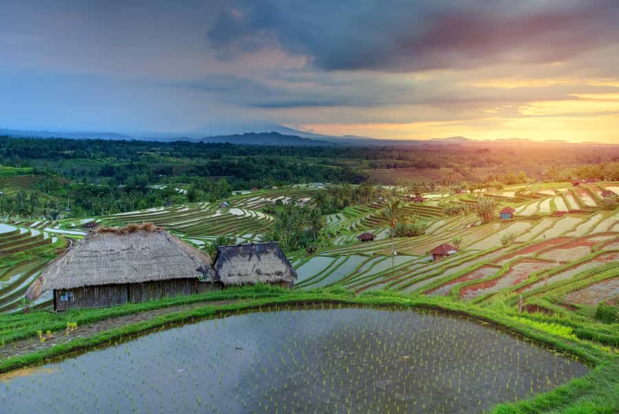 Bali: Water Temple, Waterfalls and Unesco Rice Terrace Tour - What You Pay (and What You Don’t): Real Value for $36